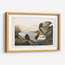 Pat 301 Pato De Respaldo De Lona - John James Audubon | Cuadro decorativo de Canvas Lab