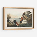Pat 301 Pato De Respaldo De Lona - John James Audubon | Cuadro decorativo de Canvas Lab
