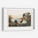 Pat 301 Pato De Respaldo De Lona - John James Audubon | Cuadro decorativo de Canvas Lab