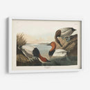 Pat 301 Pato De Respaldo De Lona - John James Audubon | Cuadro decorativo de Canvas Lab