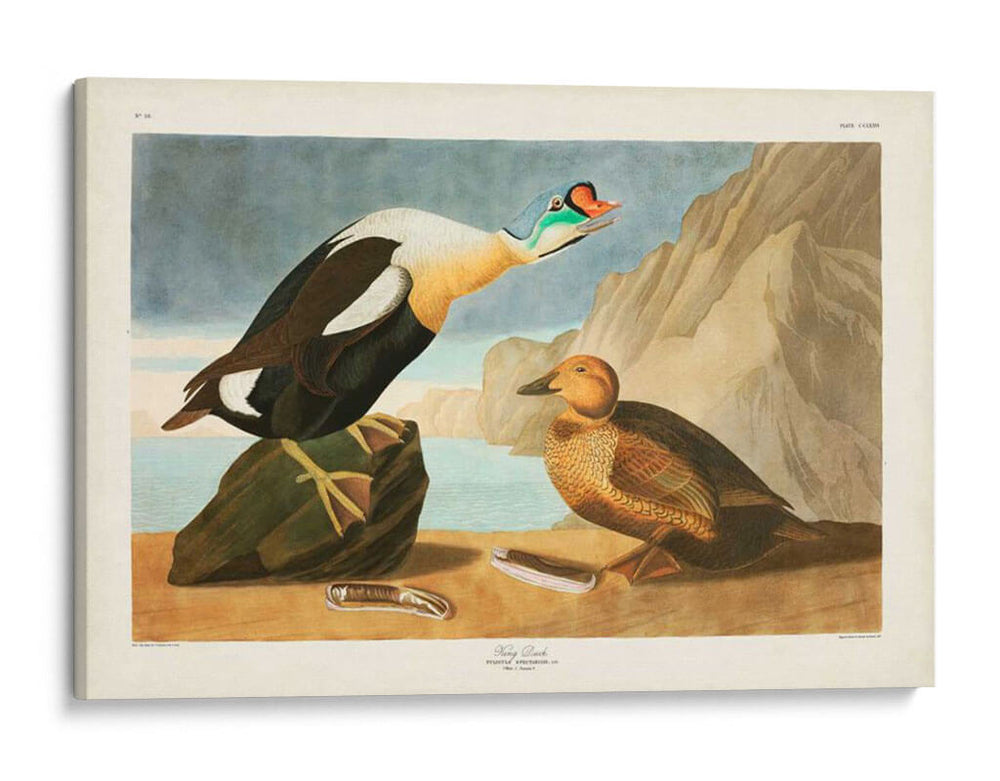 Pl 276 King Pato - John James Audubon | Cuadro decorativo de Canvas Lab
