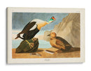 Pl 276 King Pato - John James Audubon | Cuadro decorativo de Canvas Lab