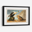 Pl 276 King Pato - John James Audubon | Cuadro decorativo de Canvas Lab