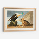 Pl 276 King Pato - John James Audubon | Cuadro decorativo de Canvas Lab