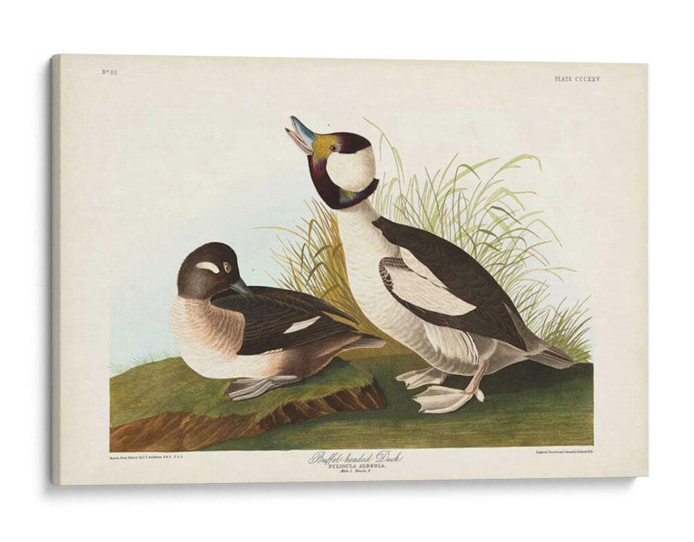 Pato De Cabeza De Buffel Pl 325 - John James Audubon | Cuadro decorativo de Canvas Lab