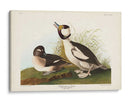 Pato De Cabeza De Buffel Pl 325 - John James Audubon | Cuadro decorativo de Canvas Lab