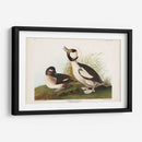 Pato De Cabeza De Buffel Pl 325 - John James Audubon | Cuadro decorativo de Canvas Lab