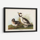Pato De Cabeza De Buffel Pl 325 - John James Audubon | Cuadro decorativo de Canvas Lab