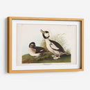 Pato De Cabeza De Buffel Pl 325 - John James Audubon | Cuadro decorativo de Canvas Lab