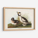 Pato De Cabeza De Buffel Pl 325 - John James Audubon | Cuadro decorativo de Canvas Lab