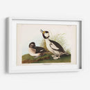Pato De Cabeza De Buffel Pl 325 - John James Audubon | Cuadro decorativo de Canvas Lab