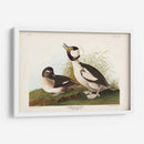 Pato De Cabeza De Buffel Pl 325 - John James Audubon | Cuadro decorativo de Canvas Lab