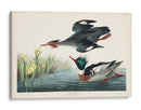 Pat 401 Merganser De Pecho Rojo Pato - John James Audubon | Cuadro decorativo de Canvas Lab