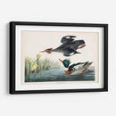 Pat 401 Merganser De Pecho Rojo Pato - John James Audubon | Cuadro decorativo de Canvas Lab