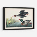 Pat 401 Merganser De Pecho Rojo Pato - John James Audubon | Cuadro decorativo de Canvas Lab