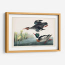 Pat 401 Merganser De Pecho Rojo Pato - John James Audubon | Cuadro decorativo de Canvas Lab