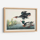 Pat 401 Merganser De Pecho Rojo Pato - John James Audubon | Cuadro decorativo de Canvas Lab