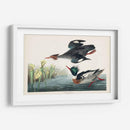 Pat 401 Merganser De Pecho Rojo Pato - John James Audubon | Cuadro decorativo de Canvas Lab