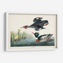 Pat 401 Merganser De Pecho Rojo Pato - John James Audubon | Cuadro decorativo de Canvas Lab
