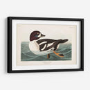 Pl 403 Pato De Ojos Dorados - John James Audubon | Cuadro decorativo de Canvas Lab