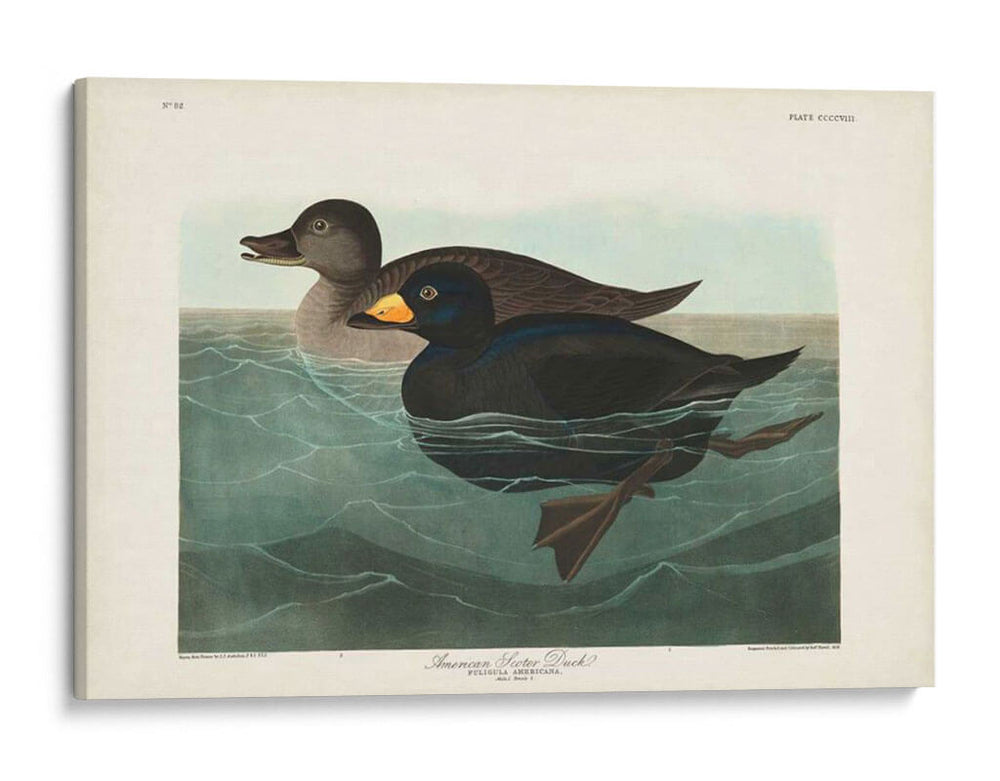 Pl 408 American Scoter Duck - John James Audubon | Cuadro decorativo de Canvas Lab