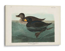 Pl 408 American Scoter Duck - John James Audubon | Cuadro decorativo de Canvas Lab