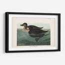 Pl 408 American Scoter Duck - John James Audubon | Cuadro decorativo de Canvas Lab