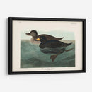 Pl 408 American Scoter Duck - John James Audubon | Cuadro decorativo de Canvas Lab