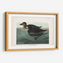 Pl 408 American Scoter Duck - John James Audubon | Cuadro decorativo de Canvas Lab