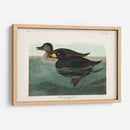 Pl 408 American Scoter Duck - John James Audubon | Cuadro decorativo de Canvas Lab