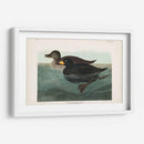 Pl 408 American Scoter Duck - John James Audubon | Cuadro decorativo de Canvas Lab
