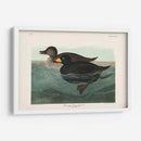 Pl 408 American Scoter Duck - John James Audubon | Cuadro decorativo de Canvas Lab