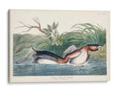 Pl 248 American Pied-Bill Pato - John James Audubon | Cuadro decorativo de Canvas Lab