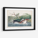 Pl 248 American Pied-Bill Pato - John James Audubon | Cuadro decorativo de Canvas Lab
