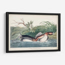 Pl 248 American Pied-Bill Pato - John James Audubon | Cuadro decorativo de Canvas Lab