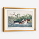 Pl 248 American Pied-Bill Pato - John James Audubon | Cuadro decorativo de Canvas Lab