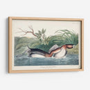 Pl 248 American Pied-Bill Pato - John James Audubon | Cuadro decorativo de Canvas Lab