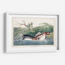 Pl 248 American Pied-Bill Pato - John James Audubon | Cuadro decorativo de Canvas Lab