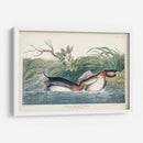 Pl 248 American Pied-Bill Pato - John James Audubon | Cuadro decorativo de Canvas Lab