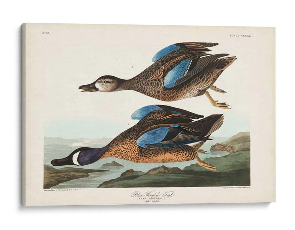 Pl 313 Teal De Alas Azules - John James Audubon | Cuadro decorativo de Canvas Lab