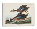 Pl 313 Teal De Alas Azules - John James Audubon | Cuadro decorativo de Canvas Lab