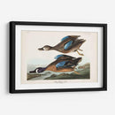 Pl 313 Teal De Alas Azules - John James Audubon | Cuadro decorativo de Canvas Lab