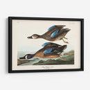 Pl 313 Teal De Alas Azules - John James Audubon | Cuadro decorativo de Canvas Lab