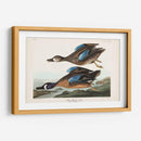 Pl 313 Teal De Alas Azules - John James Audubon | Cuadro decorativo de Canvas Lab