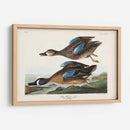 Pl 313 Teal De Alas Azules - John James Audubon | Cuadro decorativo de Canvas Lab