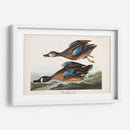 Pl 313 Teal De Alas Azules - John James Audubon | Cuadro decorativo de Canvas Lab