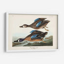 Pl 313 Teal De Alas Azules - John James Audubon | Cuadro decorativo de Canvas Lab