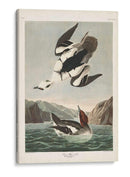 Pl 347 Smen O Nun Blanco - John James Audubon | Cuadro decorativo de Canvas Lab