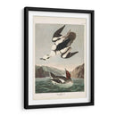 Pl 347 Smen O Nun Blanco - John James Audubon | Cuadro decorativo de Canvas Lab