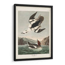 Pl 347 Smen O Nun Blanco - John James Audubon | Cuadro decorativo de Canvas Lab
